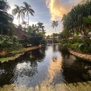 lush and vivid sustainable environment with flamingo's and a regenerative Koi pond.