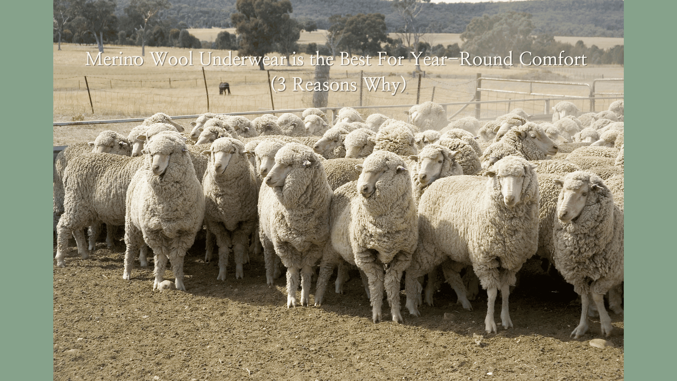 A pasture of Australian merino Sheep standing together in an open field.