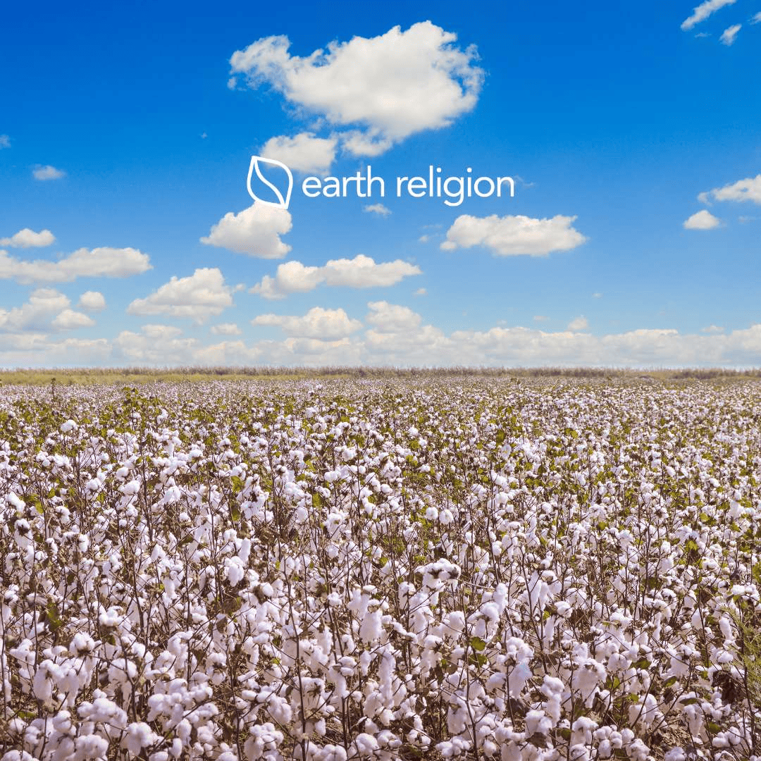 A natural field of organic cotton with a blue sky and beautiful clouds.
