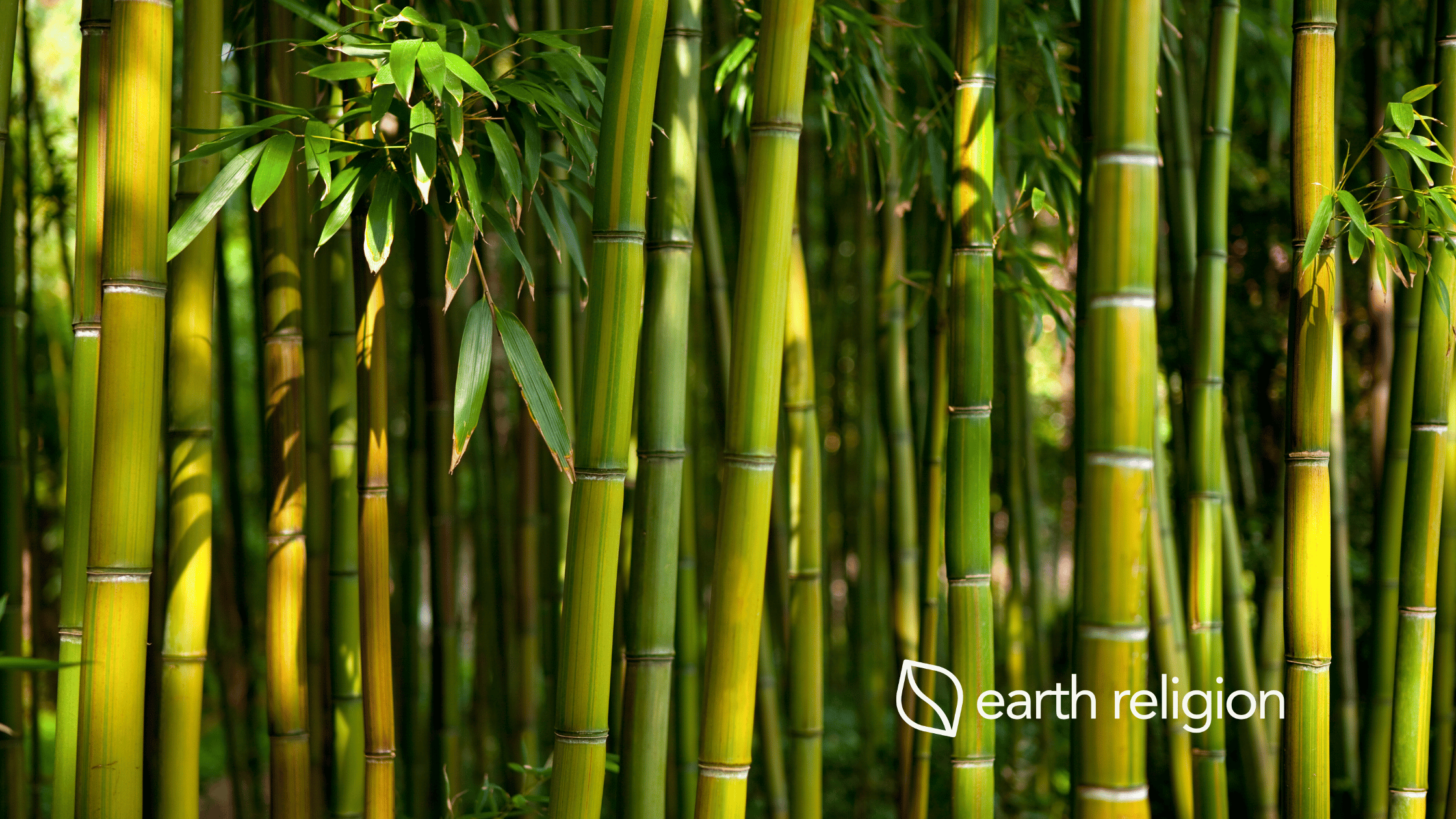 A bamboo forrest displaying the beauty of this plant, and how it can be utilized for bamboo viscose production due to it's sustainable nature.