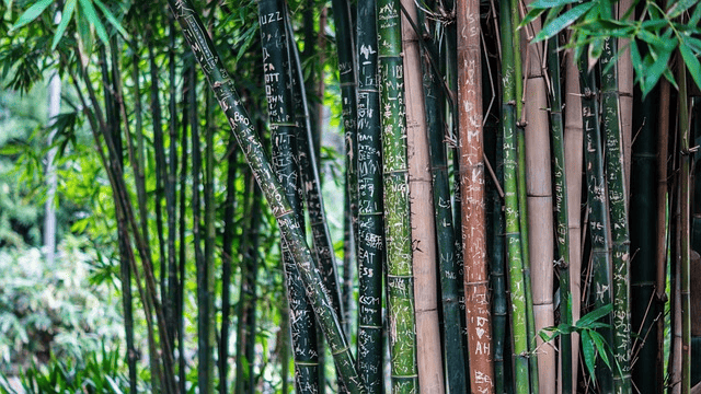 bamboo, plant, nature