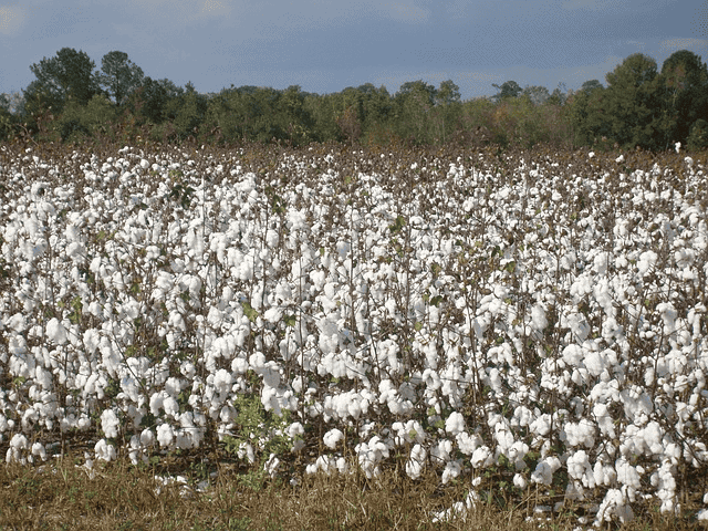 cotton, nature, field