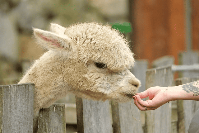 alpaca, white, head