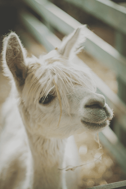 animals, nature, alpaca